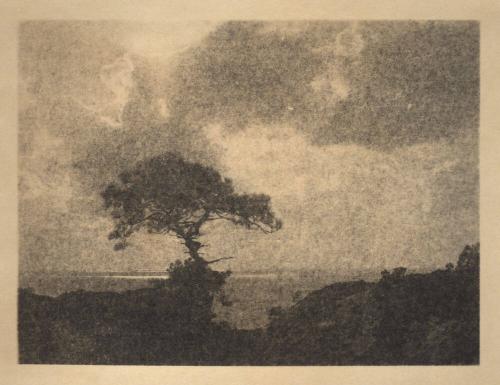 [Solitary torrey pine, ocean, landscape cliff edge, cloudy sky]