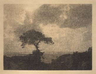 [Solitary torrey pine, ocean, landscape cliff edge, cloudy sky]