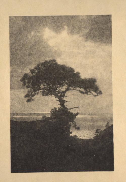 [Solitary torrey pine, ocean, landscape cliff edge, cloudy sky]