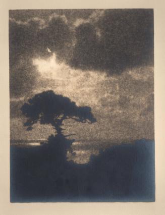 [Solitary torrey pine, ocean, landscape cliff edge, cloudy sky]