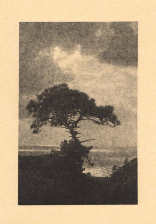 [Solitary torrey pine, ocean, landscape cliff edge, cloudy sky]