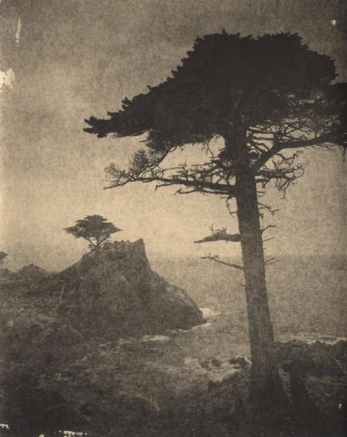 [Monterey - solitary cypress tree, coast/surf]