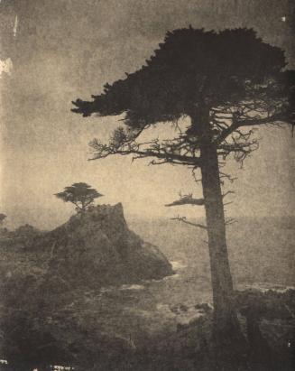 [Monterey - solitary cypress tree, coast/surf]