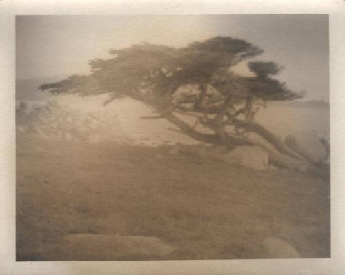 untitled [rocky landscape, solitary cypress tree, leaning]