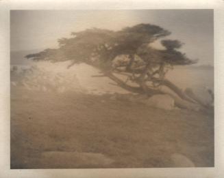 untitled [rocky landscape, solitary cypress tree, leaning]