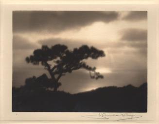 [Solitary torrey pine, silhouette, ocean view, sunset]
