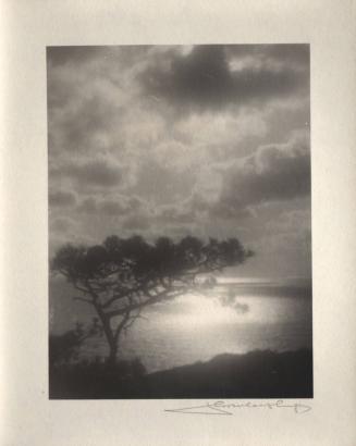 [Solitary torrey pine, silhouette, ocean view, sunset]