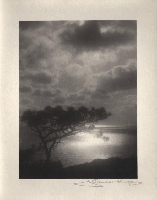 [Solitary torrey pine, silhouette, ocean view, sunset]