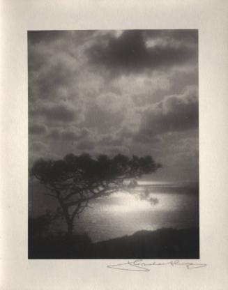 [Solitary torrey pine, silhouette, ocean view, sunset]