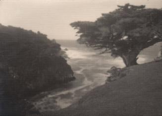 [Solitary tree, ocean cliff, cove]