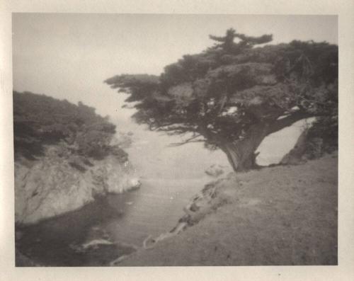 untitled [solitary tree, ocean cliff, cove]