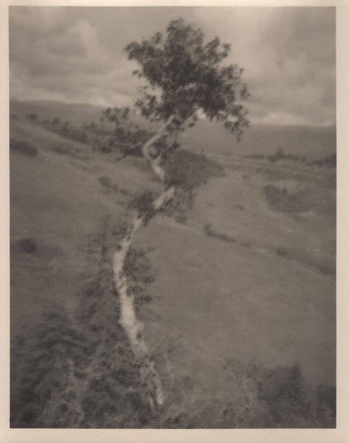 [Solitary eucalyptus tree on hillside]