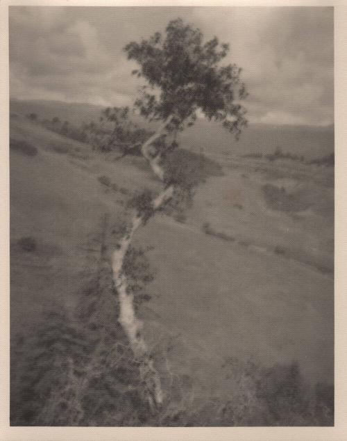 untitled [solitary eucalyptus tree on hillside]