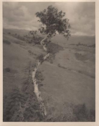 [Solitary eucalyptus tree on hillside]