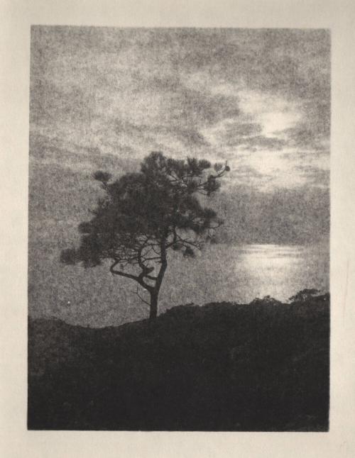 [Solitary torrey pine, ocean/sky view, sunset]
