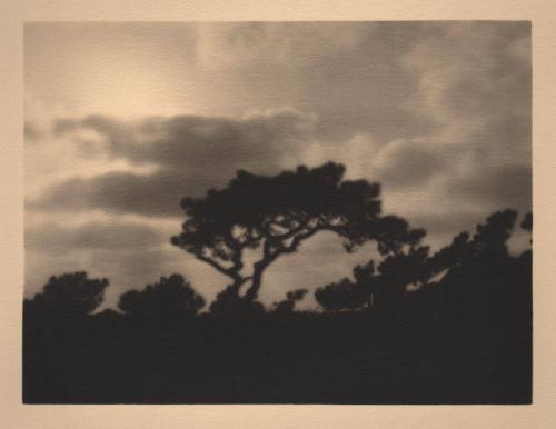 [Silhouette, solitary torrey pine, landscape/sky]