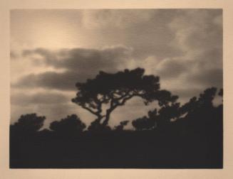 [Silhouette, solitary torrey pine, landscape/sky]