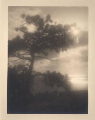 [Solitary torrey pine, silhouette, sun through clouds/evening sky]