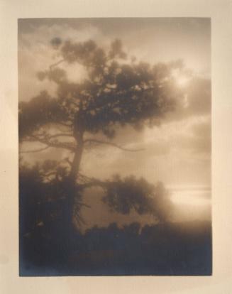 untitled [solitary torrey pine, silhouette, sun through clouds/evening sky]
