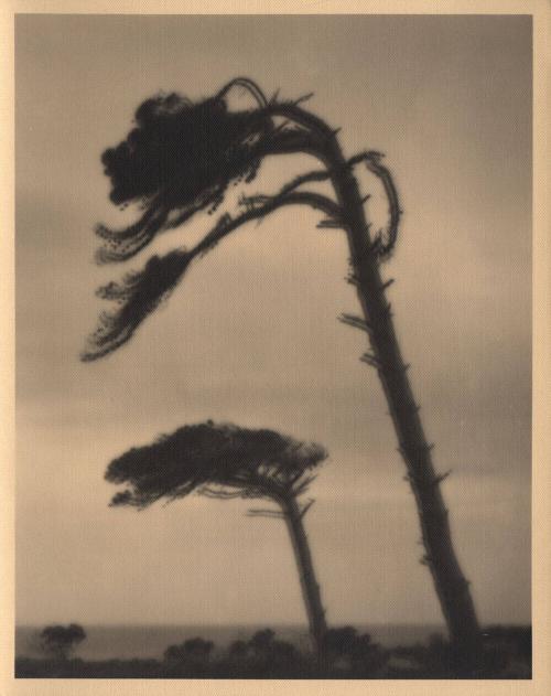 [Cypress tree bending in the wind]