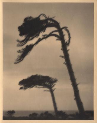 [Cypress tree bending in the wind]