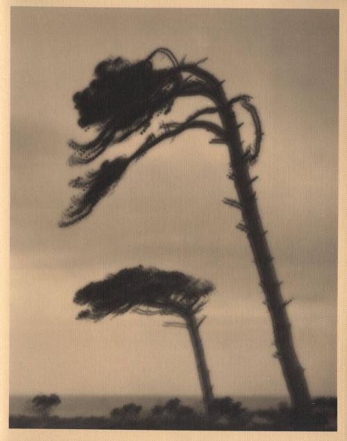 untitled [cypress tree bending in the wind]