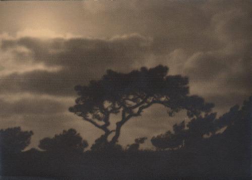 untitled [silhouette, solitary torrey pine, landscape/sky]