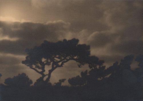 untitled [silhouette, solitary torrey pine, landscape/sky]