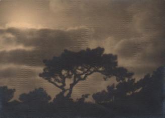 untitled [silhouette, solitary torrey pine, landscape/sky]