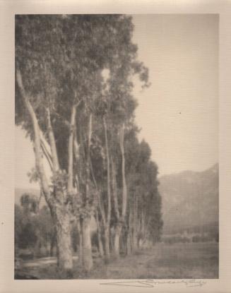 untitled [line of poplar trees]