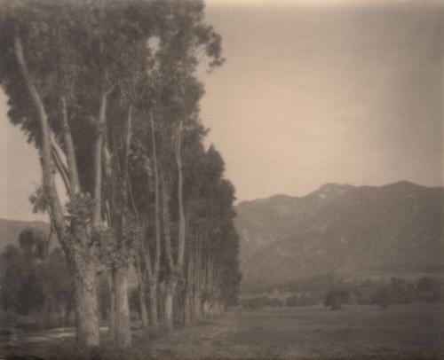 untitled [line of poplar trees]