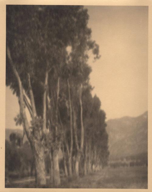 untitled [line of poplar trees]