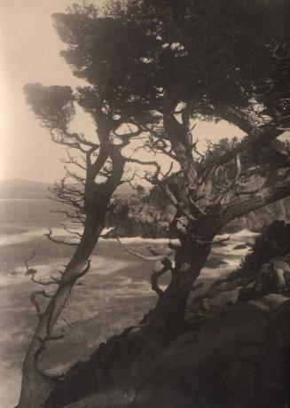 untitled [two cypress trees, coastal landscape/cliff]