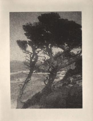 untitled [group of cypress trees, ocean landscape/cliff]