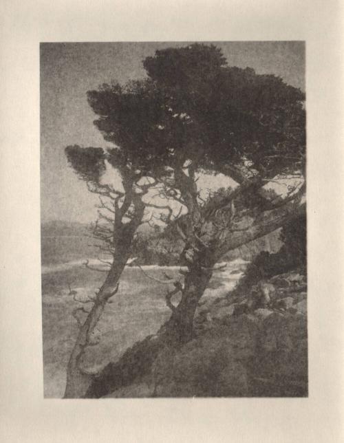 untitled [group of cypress trees, ocean landscape/cliff]