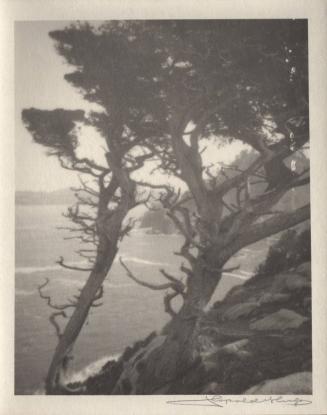 untitled [group of cypress trees, ocean landscape/cliff]