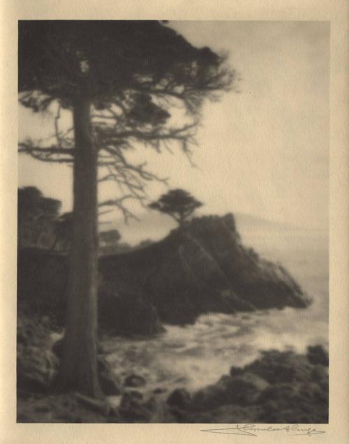 untitled [Monterey - cypress trees, tree trunk/coast/surf]