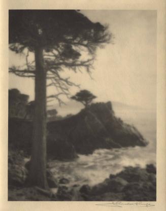 untitled [Monterey - cypress trees, tree trunk/coast/surf]