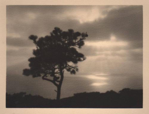 untitled [solitary torrey pine, ocean/sky view, sunset]