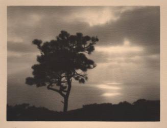 untitled [solitary torrey pine, ocean/sky view, sunset]