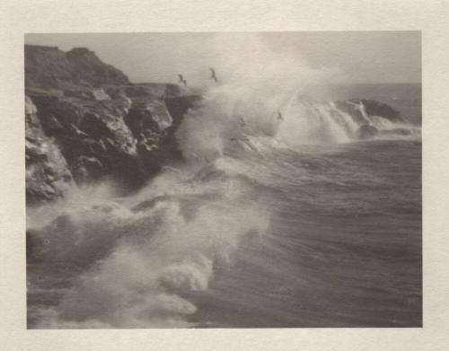 untitled [California coast, surf, seagulls]