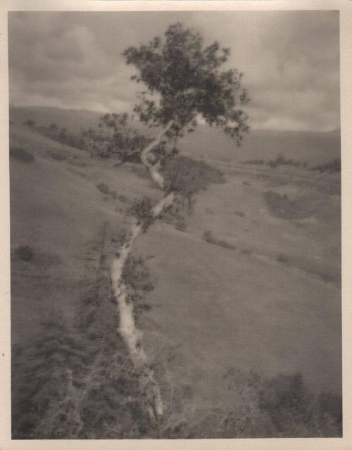 untitled [solitary eucalyptus tree on hillside]