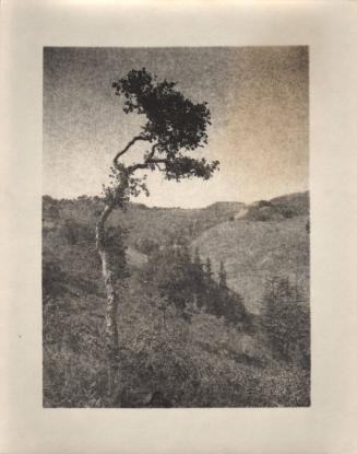 untitled [solitary eucalyptus tree, landscape]