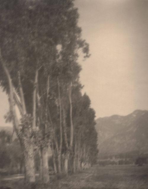 untitled [line of poplar trees]