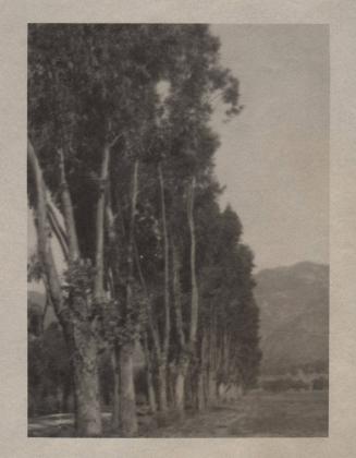 untitled [line of poplar trees]