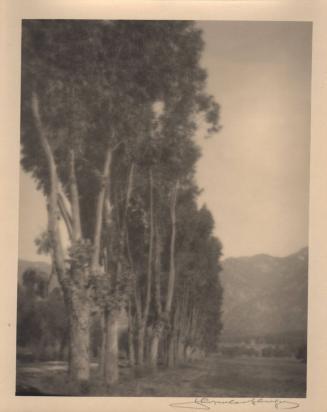 untitled [line of poplar trees]