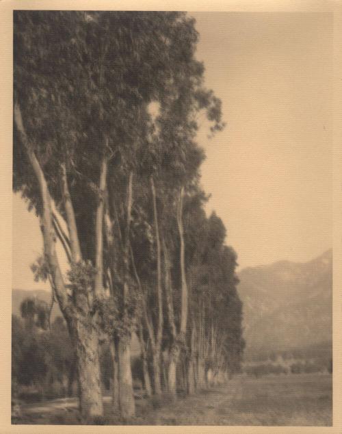 untitled [line of poplar trees]