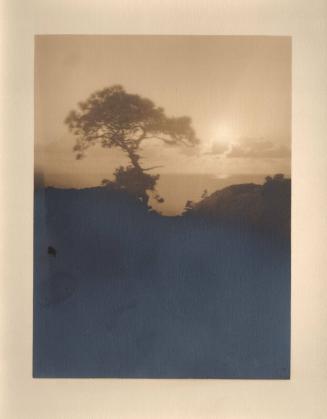 untitled [solitary torrey pine, ocean, landscape/cliff edge, cloudy sky]