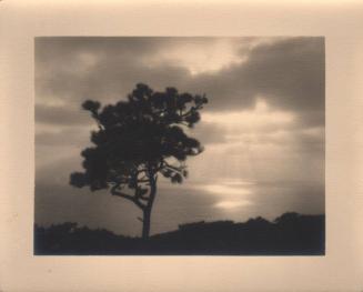 untitled [solitary torrey pine, ocean/sky view, sunset]