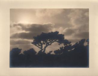 untitled [silhouette, solitary torrey pine, landscape/sky]